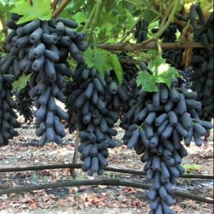 Finger Grapefruit Fruit Seeds – Heirloom, Non-GMO Seeds for Unique Backyard Citrus Fruit Planting