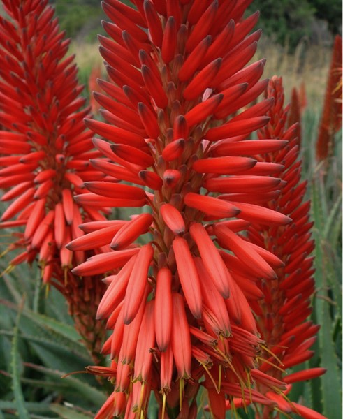 Red Green Aloe Flower Seeds for Planting – Compact Growth, Heirloom, Non-GMO Seeds for Home Garden