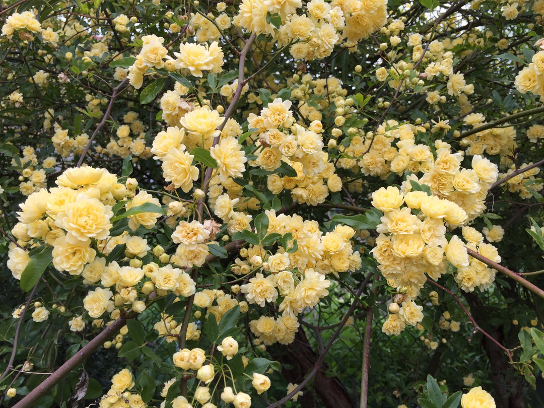 Rosa Banksia Flower Seeds for Planting – Heirloom Non-GMO, High Germination Organic Garden Seeds