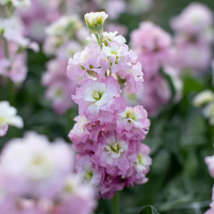 Flower Seeds, Seeds,Seeds For Planting,Plant Seeds