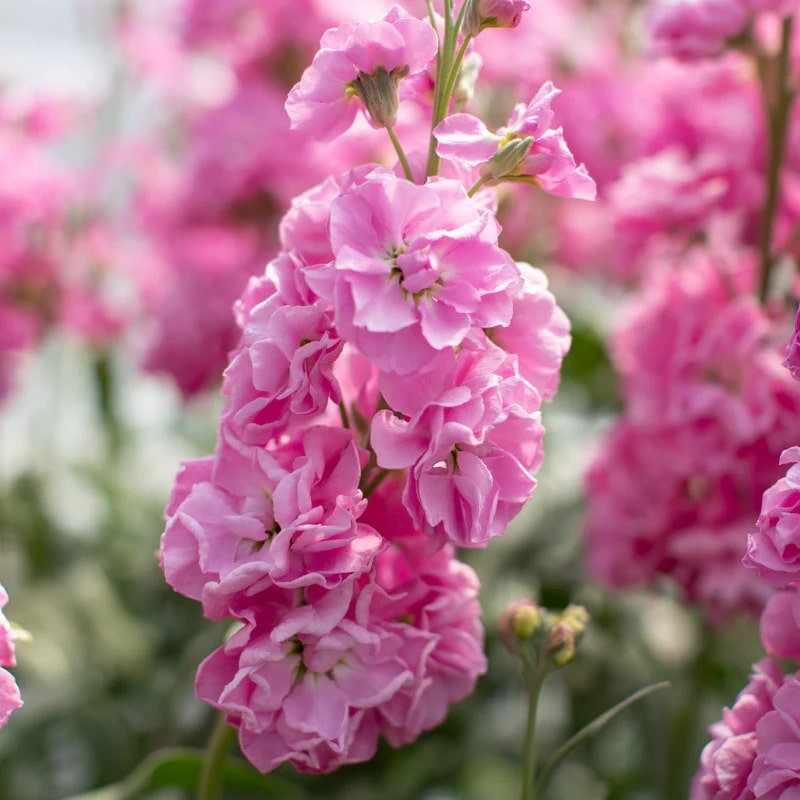 Pink Matthiola Flower Seeds for Planting – Heirloom, Non-GMO, Fragrant High Germination Garden Seeds