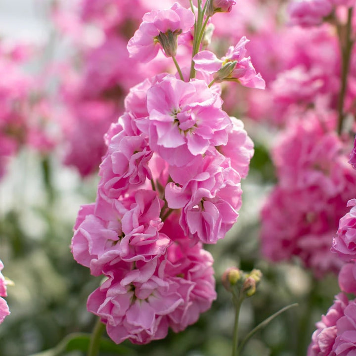 Pink Matthiola Incana Flower Seeds for Planting – Shade Tolerant, Heirloom, Non-GMO, High Germination
