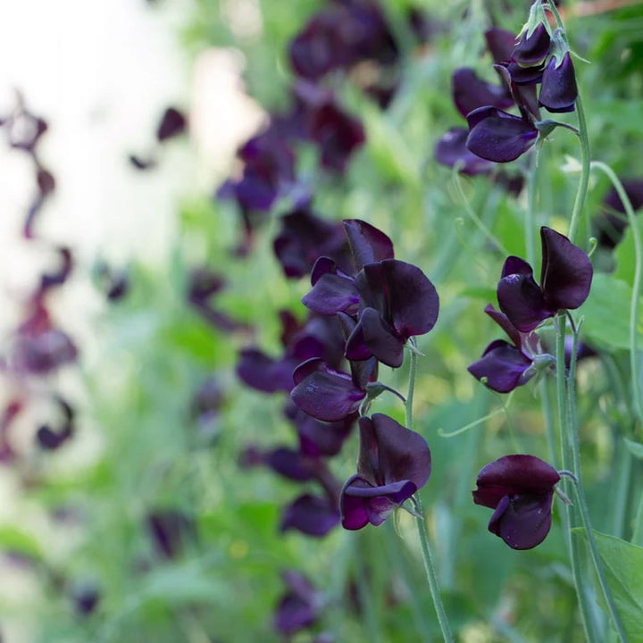 Black Sweet Pea Flower Seeds for Planting – Heirloom, Non-GMO, Border Perfect, High Germination