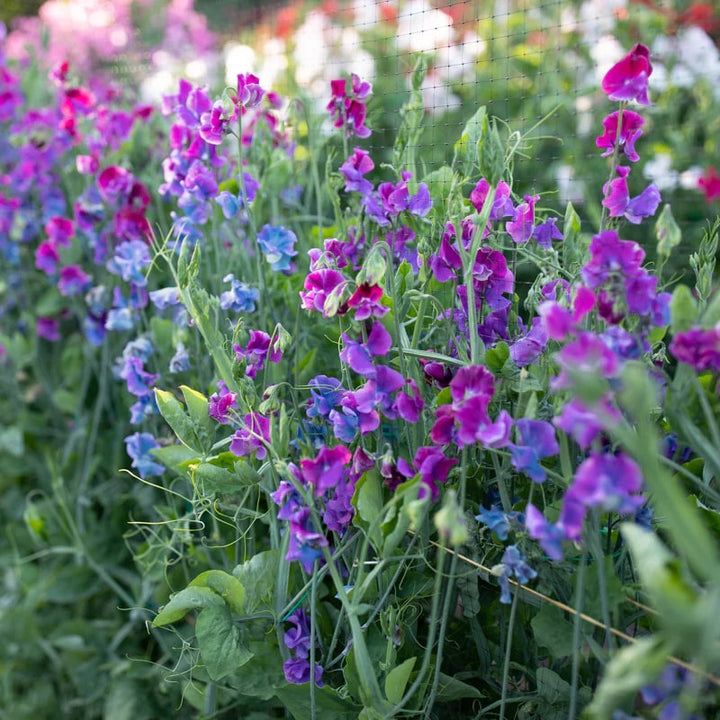 Pink Blue Sweet Pea Flower seeds for Planting - Wildflower Mix, Heirloom & GMO Free Seeds for Home Garden