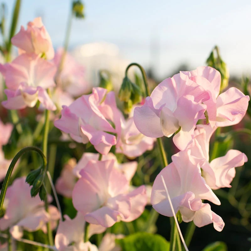 Pink Sweet Pea Flower Seeds for Planting – Heirloom, Non-GMO, Seasonal Bloomer, High Germination