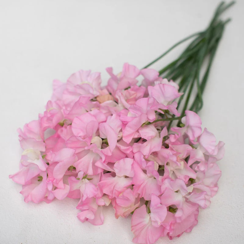 Baby Pink Sweet Pea Flower Seeds for Planting – Heirloom, Non-GMO, Organic Garden Seeds, High Germination