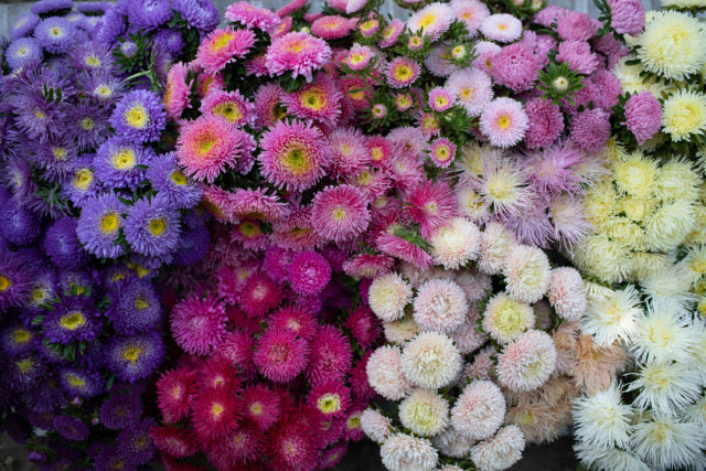 Multi-Colour China Aster Flower Seeds for Planting – Heirloom, Non-GMO, High Germination Organic Garden Seeds