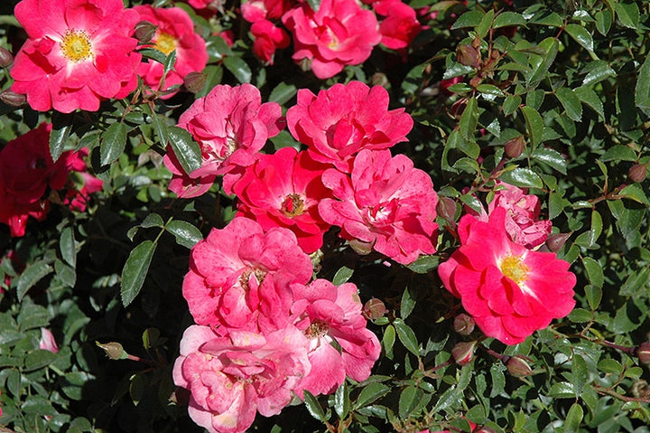 Supreme Rose Bush Flower Seeds for Planting – Cottage Garden Essential, Heirloom, Non-GMO, High Germination
