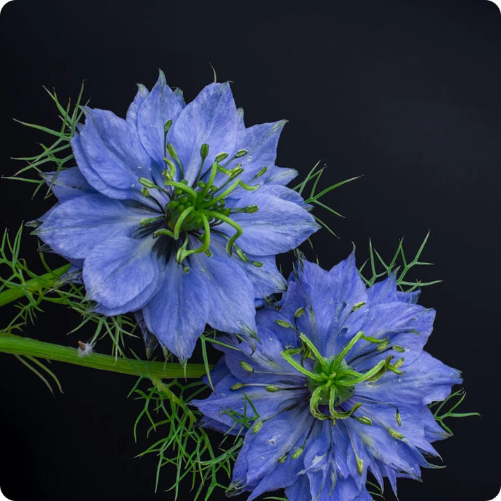 Blue Nigella Jekyll Flower Seeds for Planting – Heirloom, Non-GMO, High Germination, Organic Garden Seeds