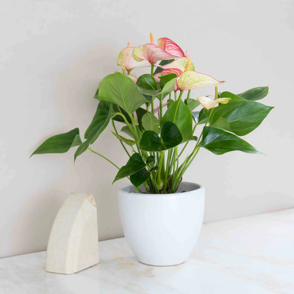 Anthurium White Pink Flower Seeds for Planting – Heirloom, Non-GMO