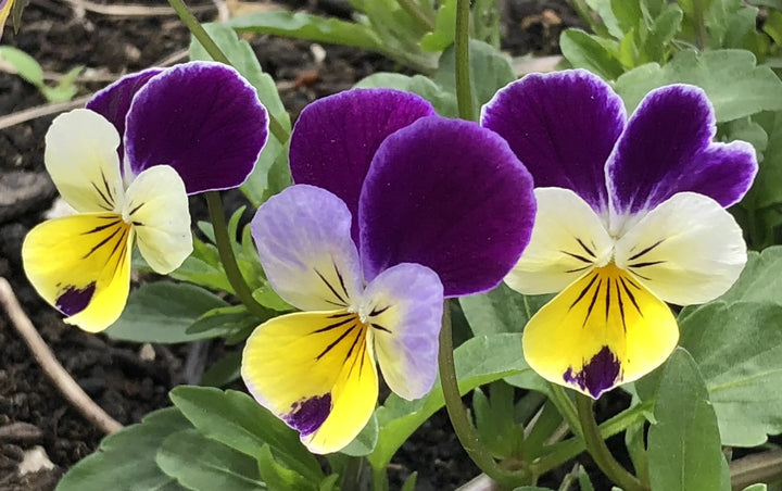 Viola Tricolor Flower Seeds for Planting | Heirloom Non-GMO Seeds for Home Garden