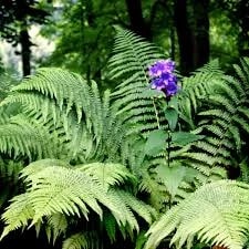 Fern Flower seeds for Planting – Long Bloom Season, Heirloom & GMO Free Seeds for Home Garden, High Germination