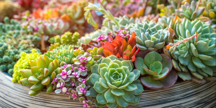 Succulents Flower Seeds for Planting – Heirloom, Non-GMO, Organic Garden Seeds, High Germination