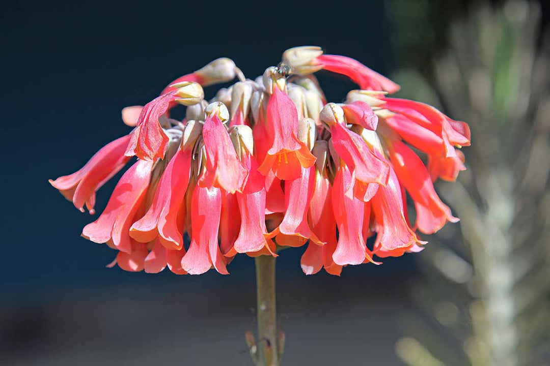 Red Chandelier Seeds for Planting – Heirloom, Non-GMO, Seasonal Bloomer, High Germination