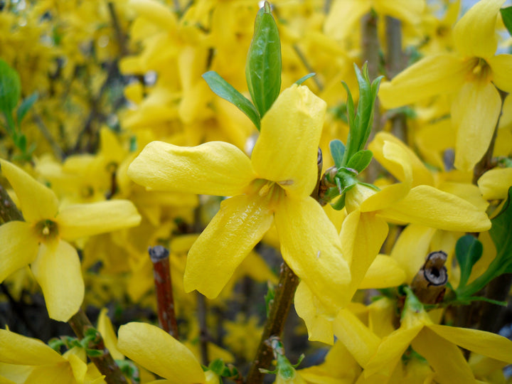 Trifoliate Forsythia Flower Seeds for Planting | Heirloom Non-GMO High Germination Organic Garden Seeds