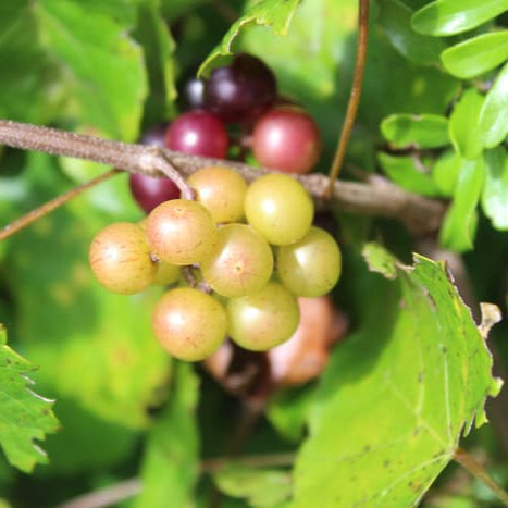 Wild Fox Grape fruit seeds for planting - Heirloom & Non-GMO Garden seeds for robust wild-style fruits