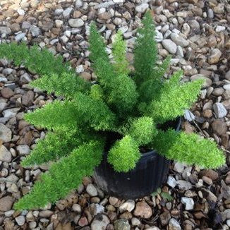 Beautiful Asparagus Meyeri Foxtail Fern Flower Seeds for Planting – Heirloom, Non-GMO, High Germination