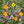 Zephyranthes Flower Seeds for Planting – Cut Flower Favorite, Heirloom, Non-GMO, High Germination Organic Garden Seeds