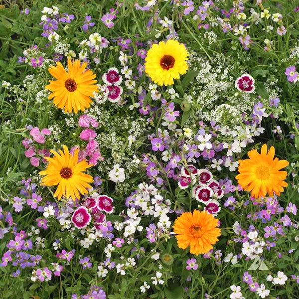 Zephyranthes Flower Seeds for Planting – Cut Flower Favorite, Heirloom, Non-GMO, High Germination Organic Garden Seeds