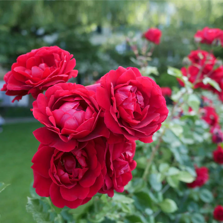 Red Rare Rose Flower Seeds for Planting Heirloom Non-GMO High Germination Organic Garden Seeds