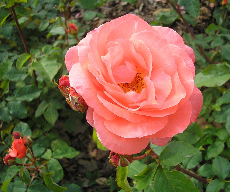 Flower Seeds, Seeds,Seeds For Planting,Plant Seeds