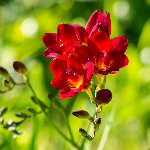 Flower Seeds, Seeds,Seeds For Planting,Plant Seeds