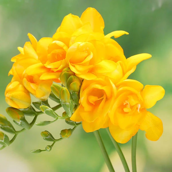 Yellow Freesia Flower Seeds for Planting – Heirloom, Non-GMO, High Germination Organic Garden Seeds