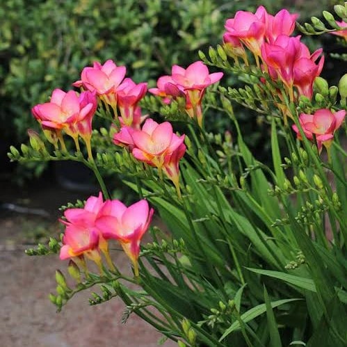 Pink Freesia Flower Seeds for Planting – Heirloom, Non-GMO, High Germination Organic Garden Seeds