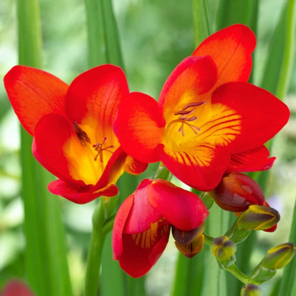 Red Freesia Flower Seeds for Planting – Heirloom, Non-GMO, High Germination Organic Garden Seeds