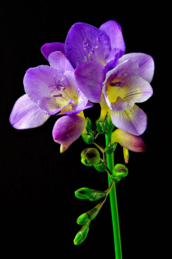 Freesia Flower Seeds for Planting – Heirloom Non-GMO, High Germination Organic Garden Seeds
