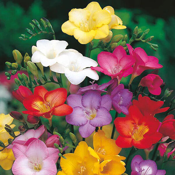 Freesia Flower Seeds for Planting – Heirloom Non-GMO, High Germination Organic Garden Seeds