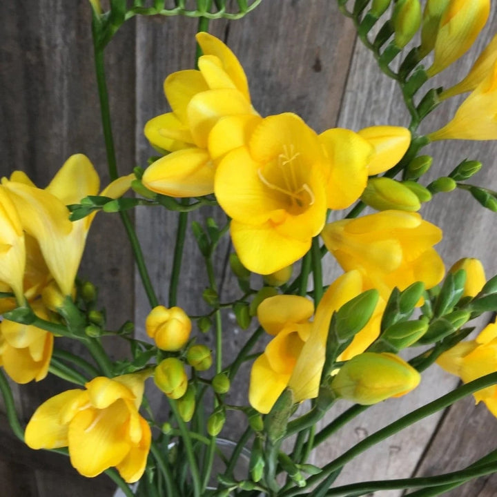 Yellow Freesia Flower Seeds for Planting – Heirloom, Non-GMO, High Germination Organic Garden Seeds