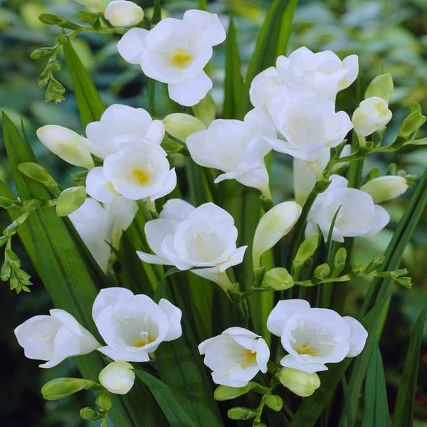 White Freesia Flower Seeds for Planting – Heirloom, Non-GMO, High Germination Organic Garden Seeds