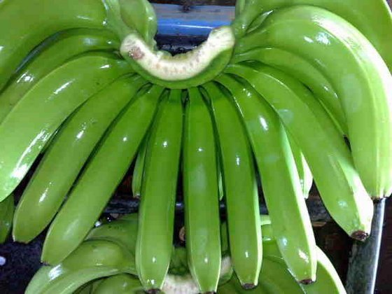 Green Cavendish Banana Fruit seeds – Heirloom, Non-GMO seeds for Planting in Tropical Home Gardens