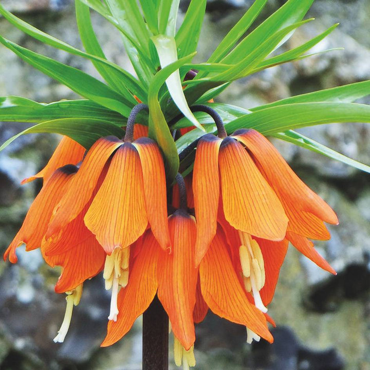 Orange Fritillaria Flower Seeds for Planting – Heirloom, Non-GMO, Shade-Tolerant Organic Garden Seeds
