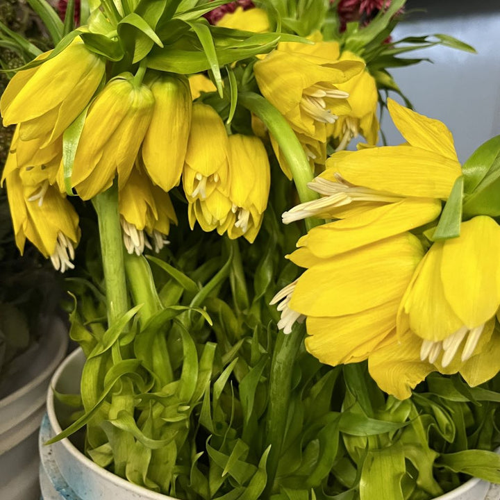 Yellow Fritillaria Flower Seeds for Planting – Heirloom, Non-GMO, Shade Tolerant, High Germination