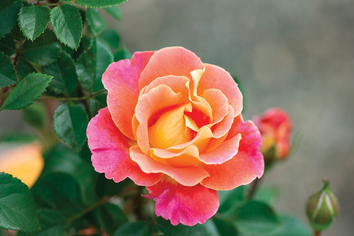 Yellow Pink Climbing Rose Seeds for Planting – Heirloom, Non-GMO, Premium Quality, High Germination