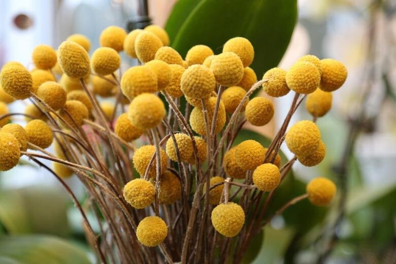 Yellow Balls Craspedia Flower Seeds for Planting – Heirloom Non-GMO, High Germination Organic Garden Seeds