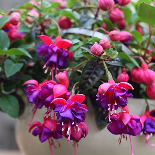Fuchsia Flower Seeds for Planting – Heirloom Non-GMO Seeds for Home Garden, High Germination