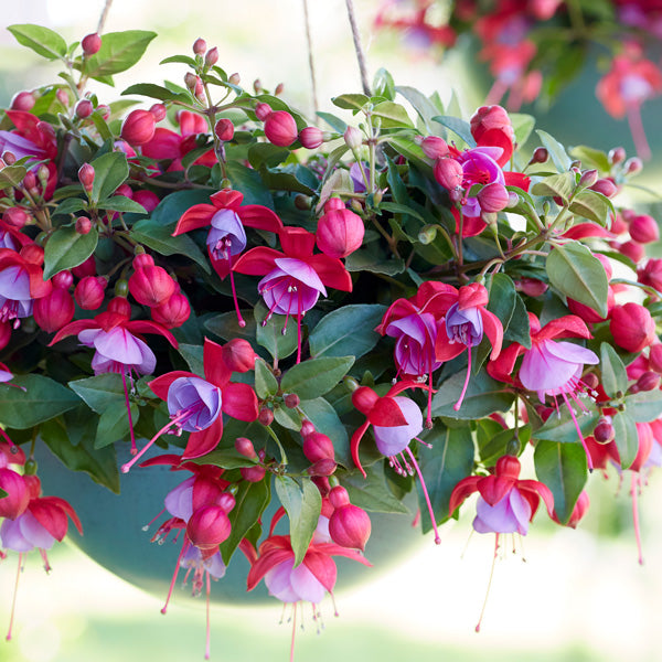 Mixed Color Fuchsia Flower Seeds for Planting – Heirloom, Non-GMO, High Germination Organic Garden Seeds, Drought Tolerant