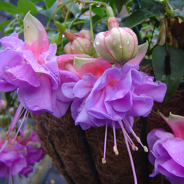 Fuchsia Flower Seeds for Planting Light Violet – Easy to Grow, Heirloom, Non-GMO, High Germination Organic Garden Seeds