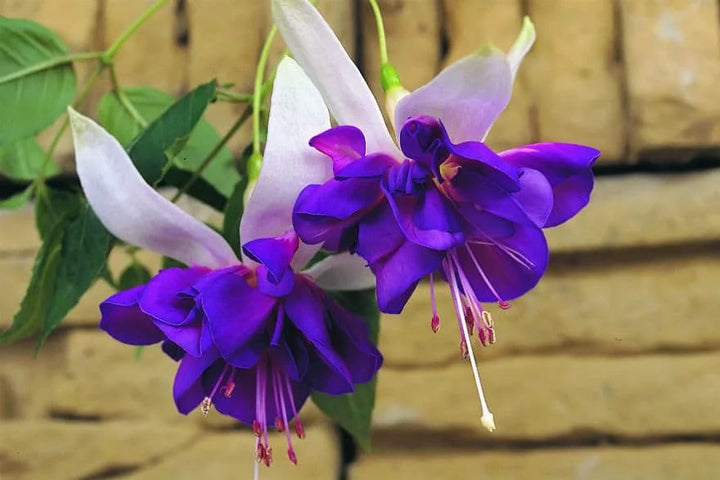 Double Petals Fuchsia Seeds for Planting Light Violet – Sun Loving, Heirloom, Non-GMO, High Germination Organic Garden Seeds