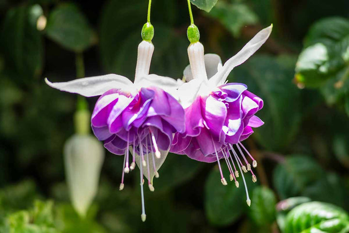 White Purple Fuchsia Hybrida Flower Seeds – Garden Favorite, Heirloom & Non-GMO