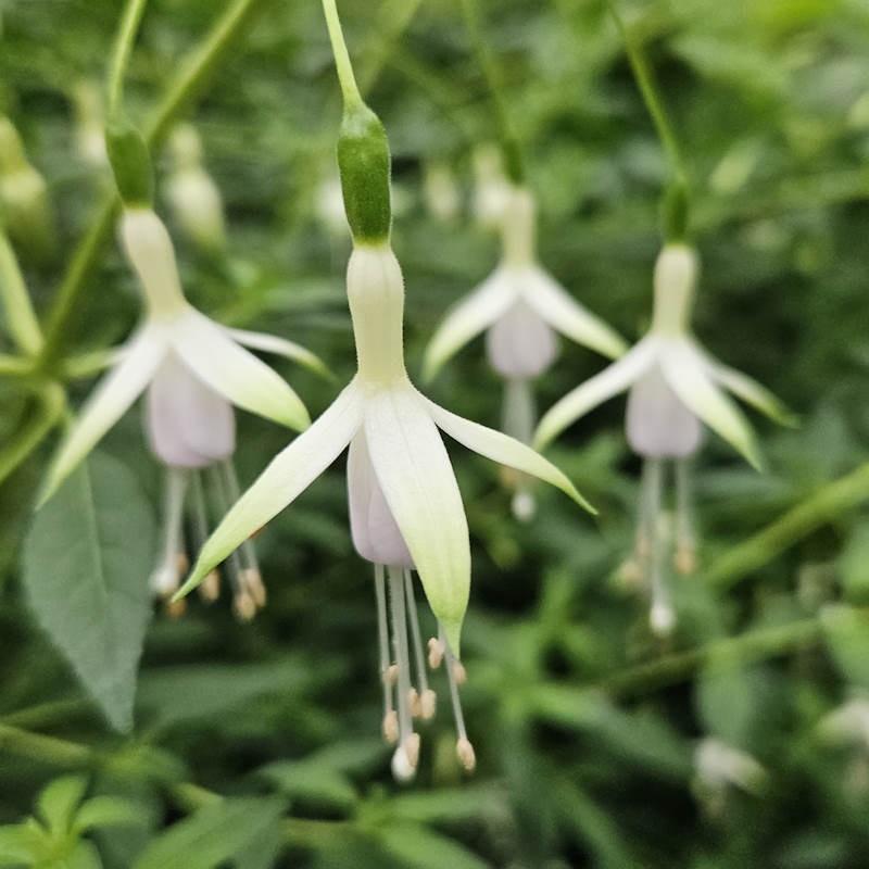 Fuchsia Flower Seeds for Planting Purple White – Compact Growth, Heirloom, Non-GMO, High Germination Organic Garden Seeds