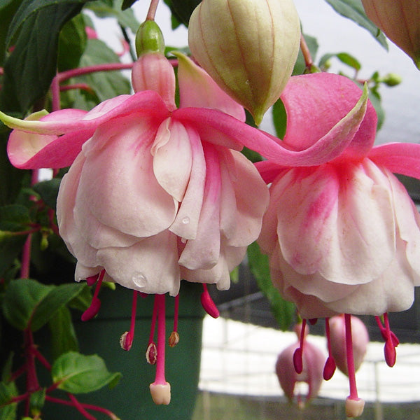 White Pink Fuchsia Flower Seeds for Planting - Heirloom, Non-GMO, High Germination Organic Garden Seeds