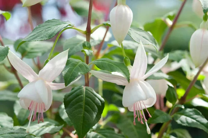 White Fuchsia Hybrida Flower Seeds for Planting – Cut Flower Favorite, Heirloom & Non-GMO Seeds for Home Garden