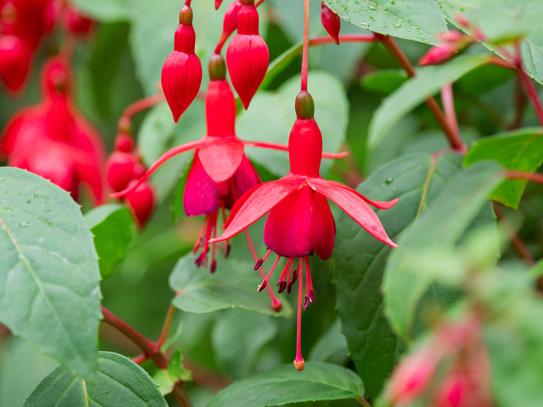 Red Fuchsia Flower Seeds for Planting – Heirloom Non-GMO Seeds, High Germination, Organic Garden Seeds