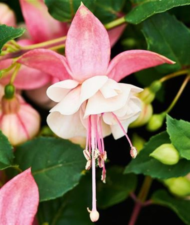 White Pink Fuchsia Flower Seeds for Planting - Heirloom, Non-GMO, High Germination Organic Garden Seeds