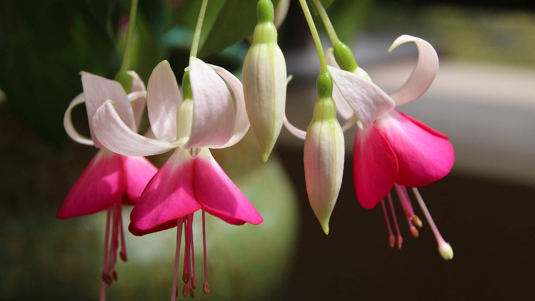Pink White Fuchsia Flower Seeds for Planting – Heirloom, Non-GMO, High Germination Garden Favorite
