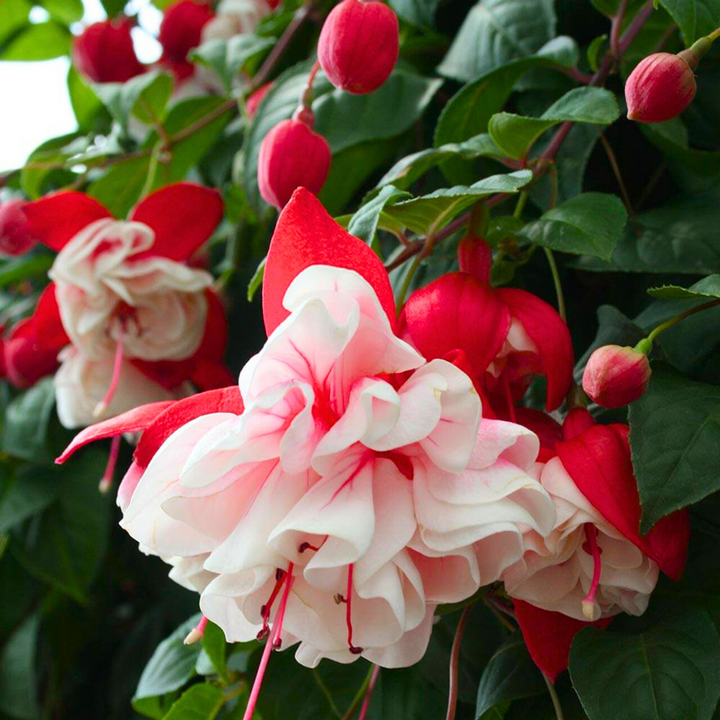 Flower Seeds, Seeds,Seeds For Planting,Plant Seeds